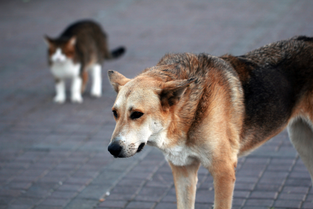 How To Contact Animal Control in Nashville