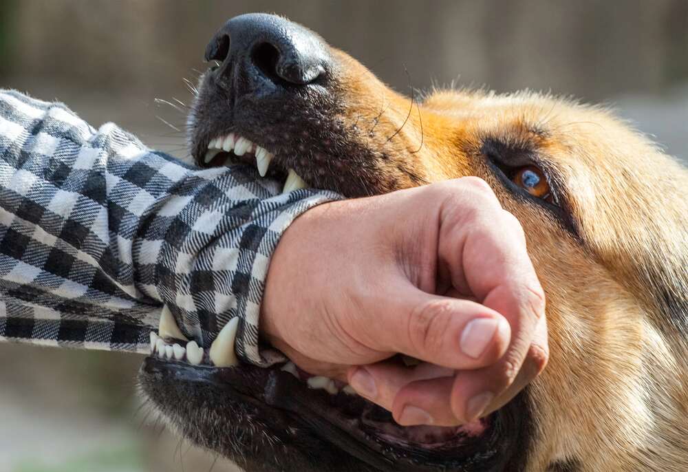 dog bites man in Nashville, TN