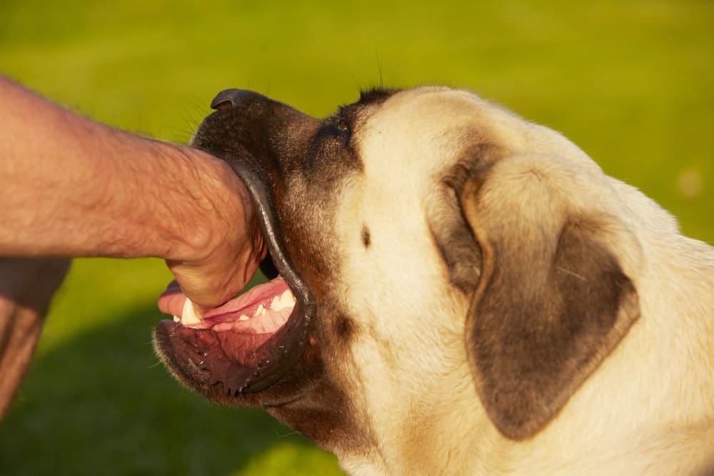 Image shows a large dog biting a person's arm outdoors, depicting the moment of a dog bite in Nashville and the serious risk of injury.
