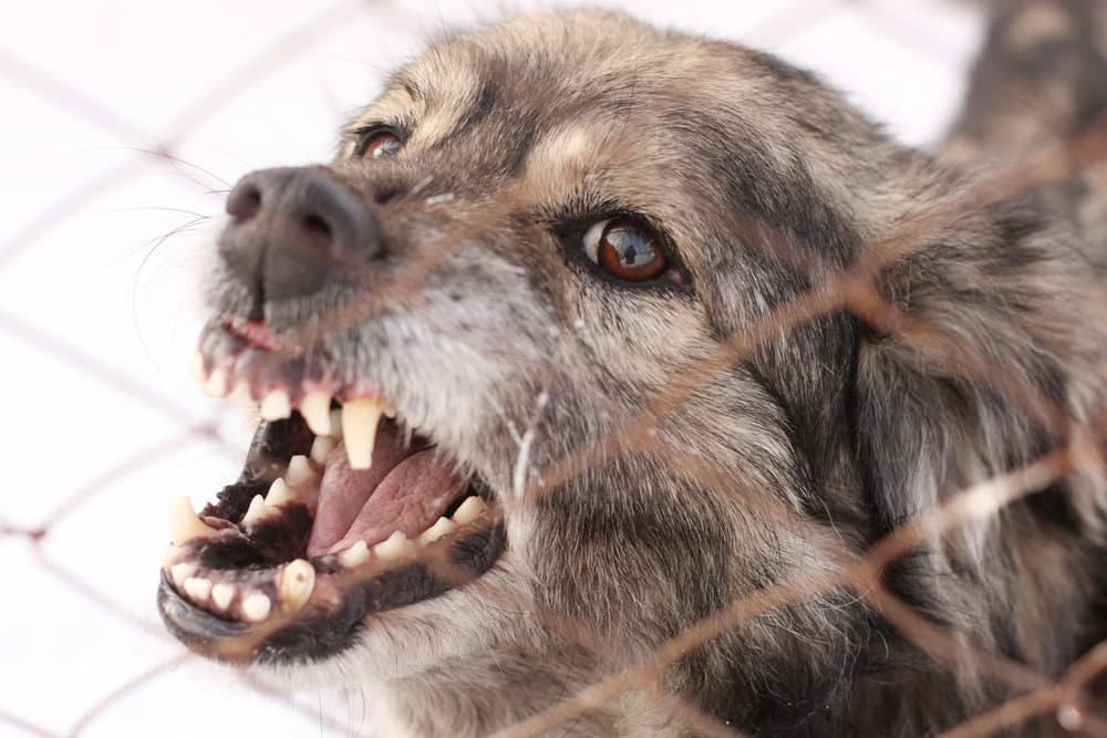Image is of a snarling dog behind a fence, highlighting warning behavior and risk factors in a dog bite in Tennessee