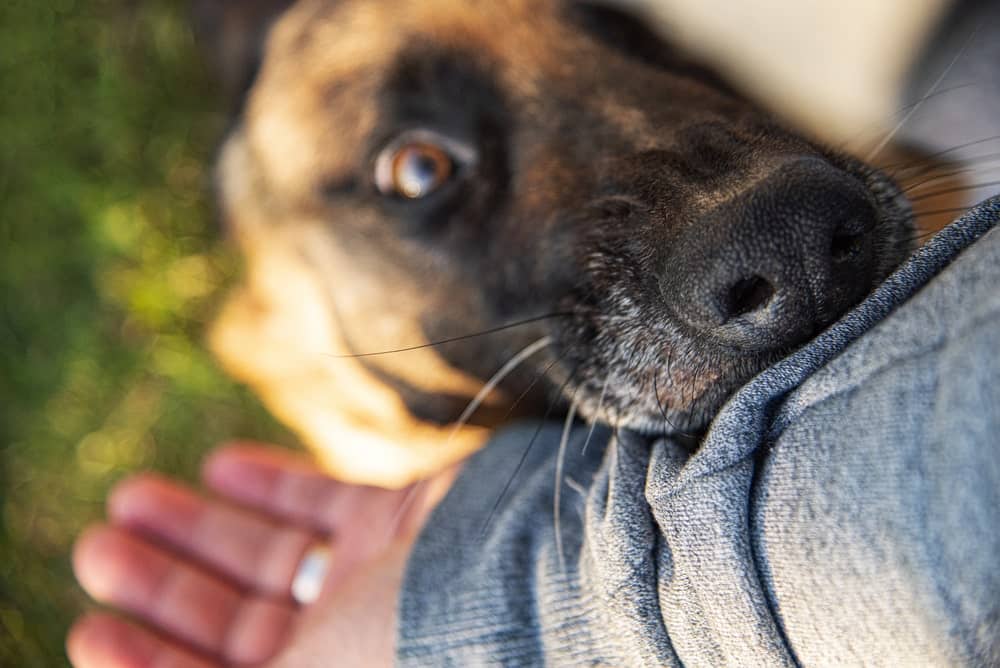 Image is of a dog biting a person’s arm, illustrating injury and liability concerns after a dog bite in Tennessee