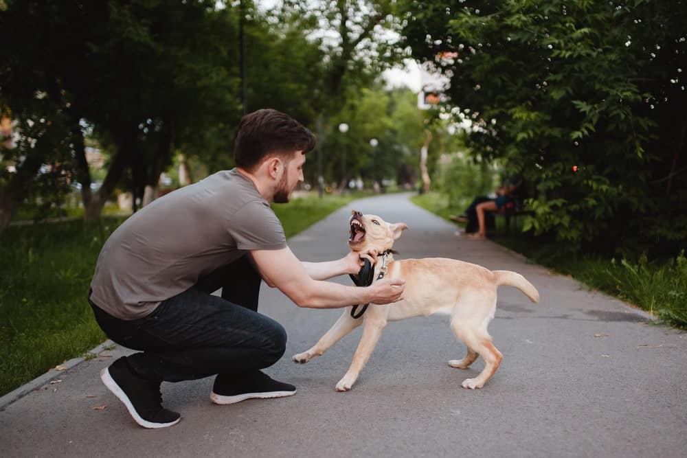Image is of a man holding back an aggressive dog in a public park, representing owner responsibility in a dog bite in Tennessee