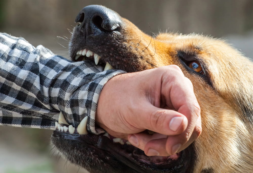 Image is of a dog biting a person’s arm, representing a serious dog attack in Nashville and the urgency of taking immediate action