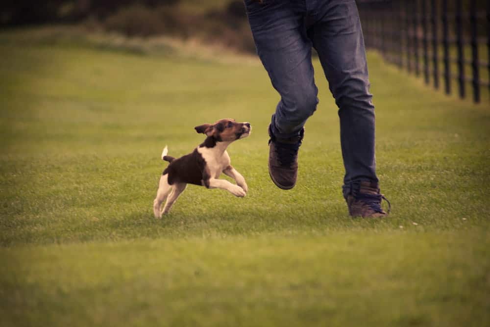 Image is of a small dog chasing a person running in a grassy area, showing a sudden dog attack in Nashville and the need to act quickly in public
