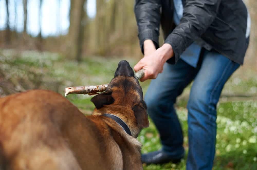 Image is of a dog pulling on a stick with a person outdoors, concept of shared responsibility and behavior analysis in a Nashville dog bite case.