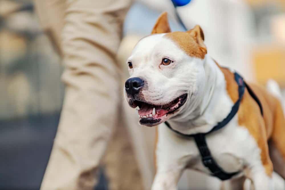 Image is of a dog walking on a leash, concept of responsibility for dog bites at apartment complex